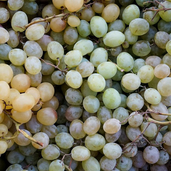 Raisin blanc
