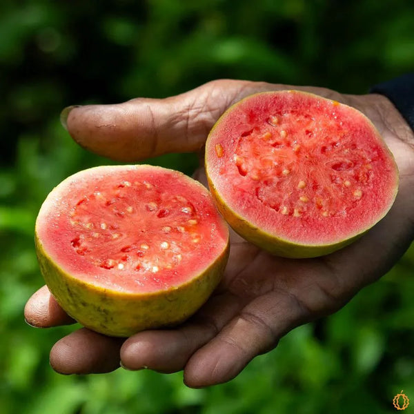 Guava pink