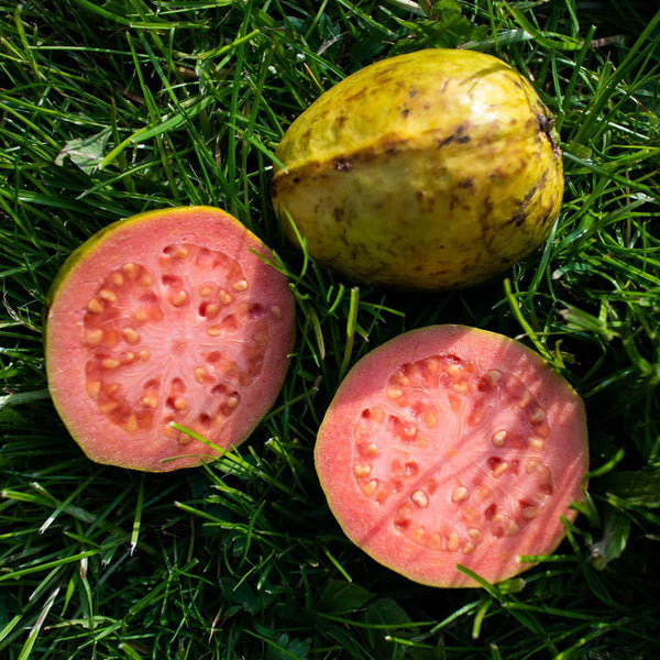 Guava pink