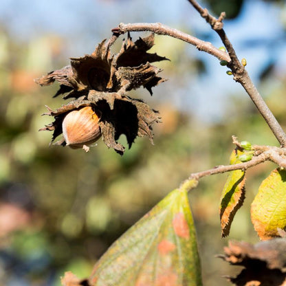 Hazelnut