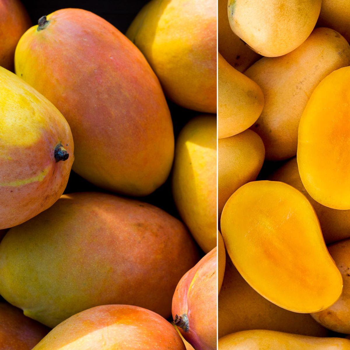 Mango Feiertagebox