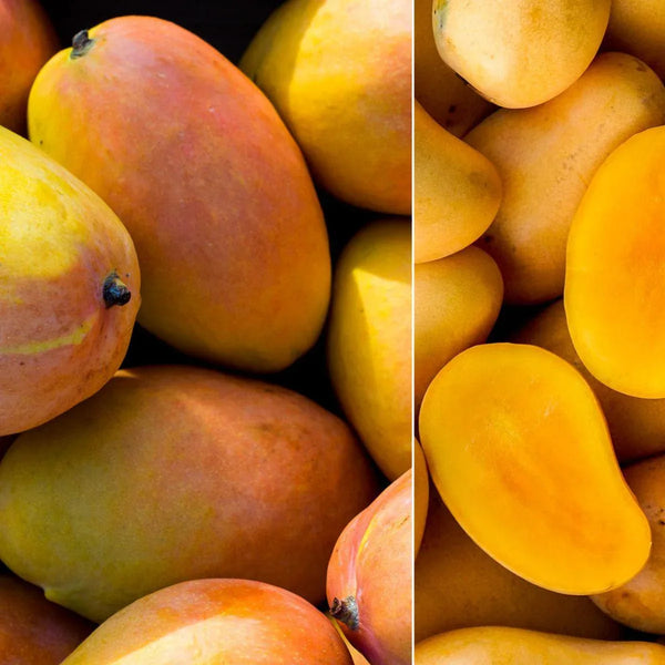 Mangue box des fêtes