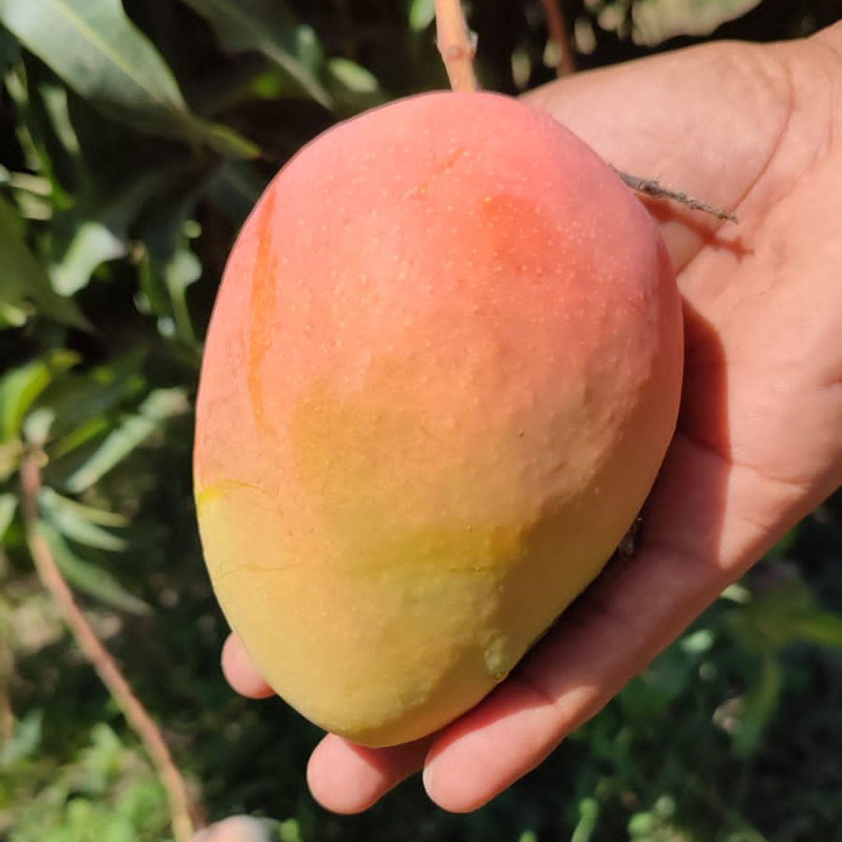 Mango Feiertagebox