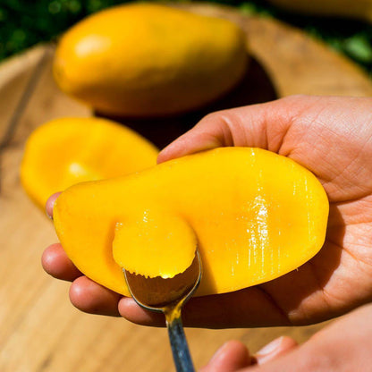 Mango Feiertagebox