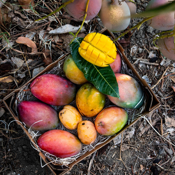 Mango Trio Box