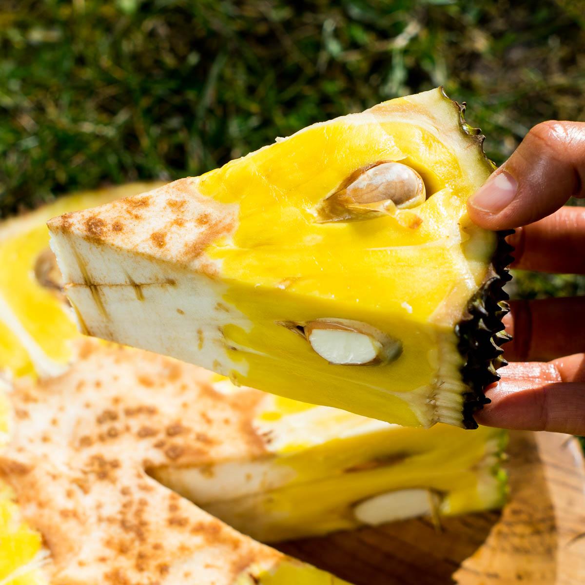 Jackfruit ripe