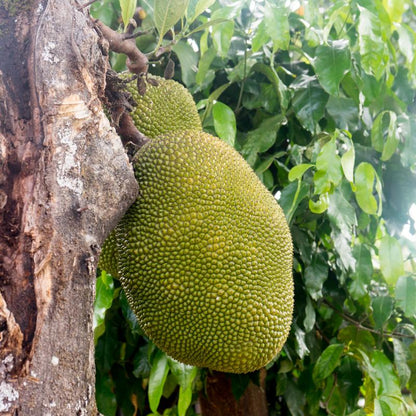 Jackfruit ripe