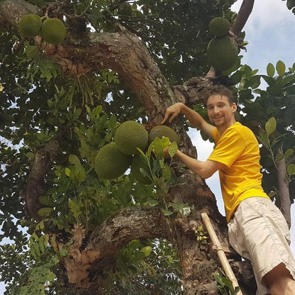 Jackfruit ripe