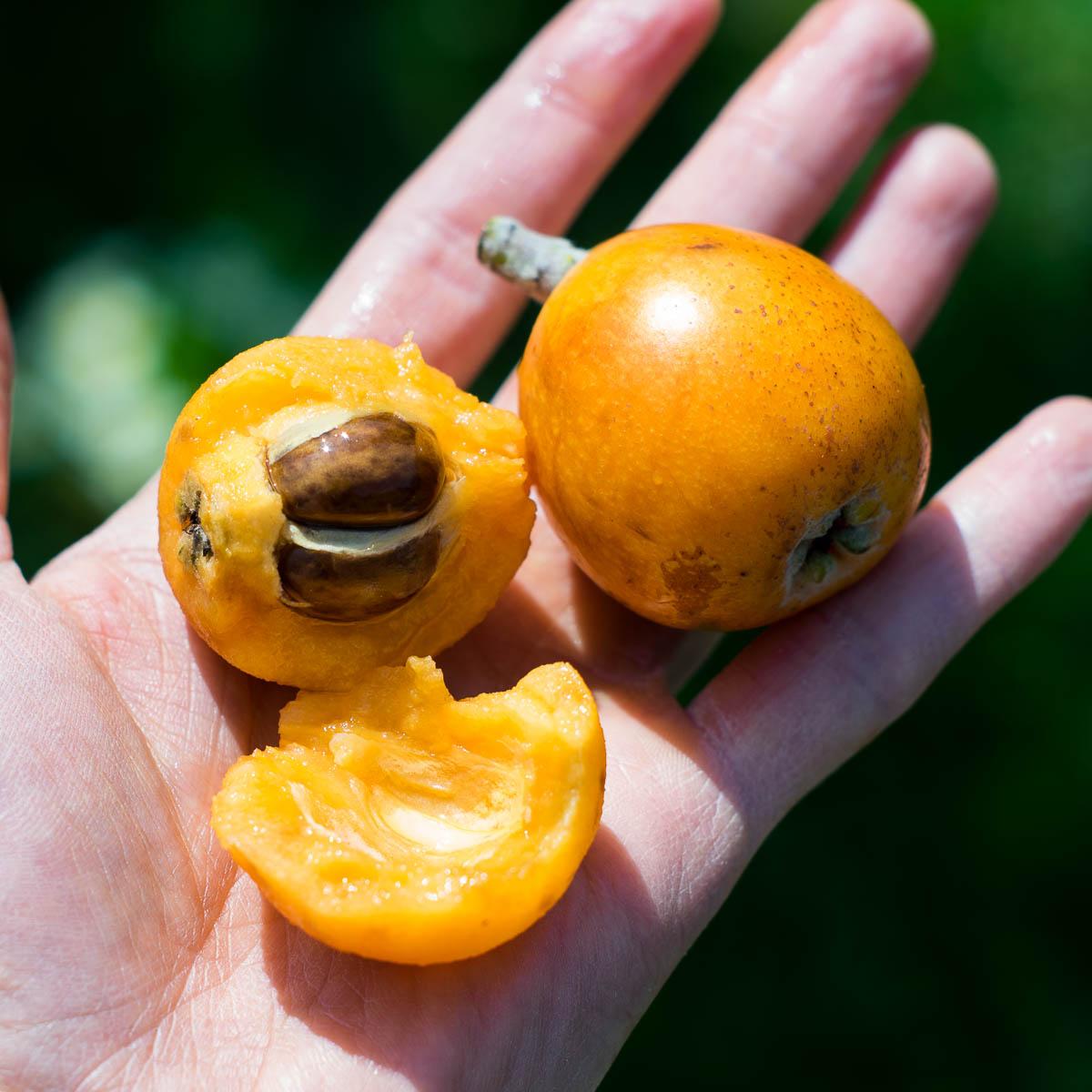 Japanese Medlar
