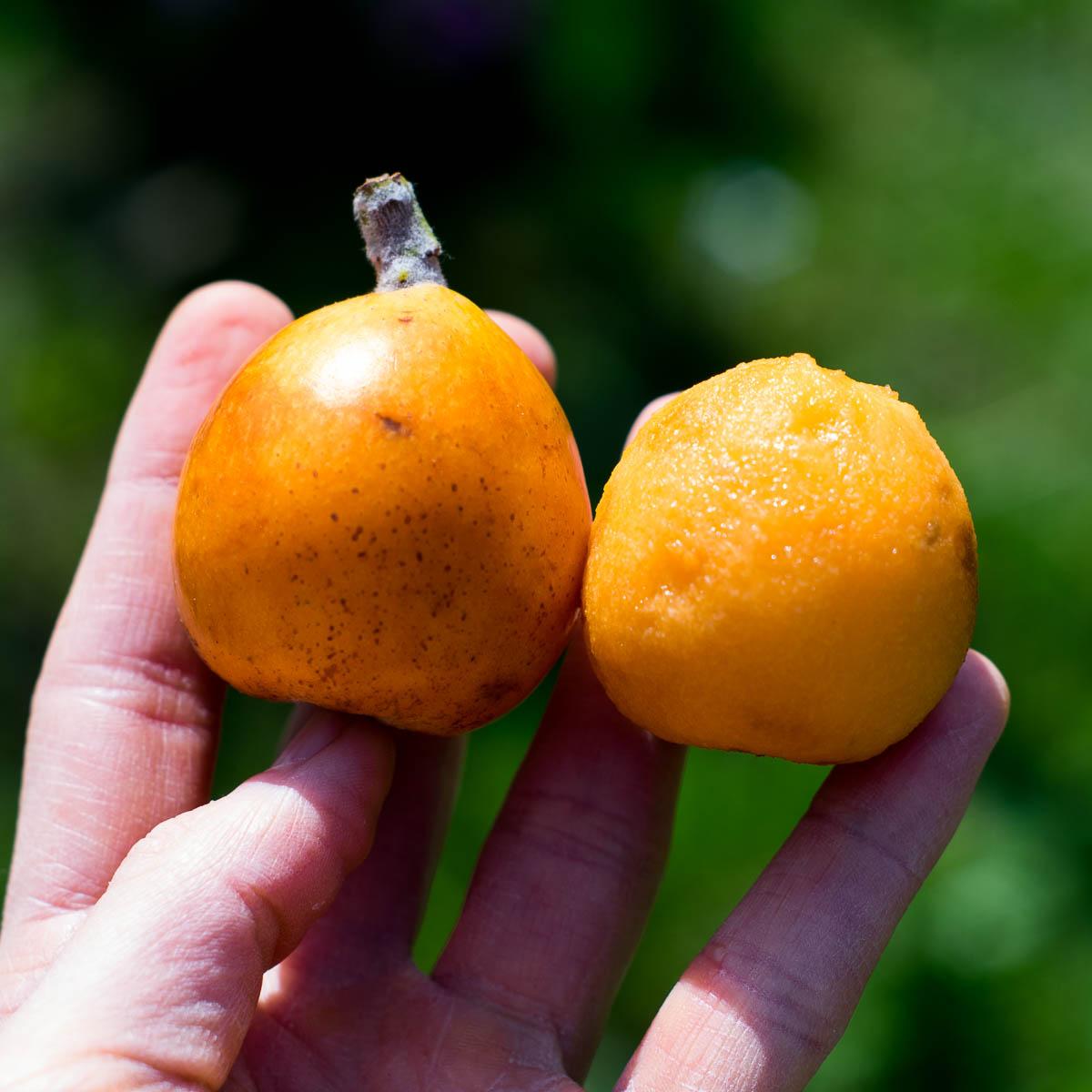 Japanese Medlar