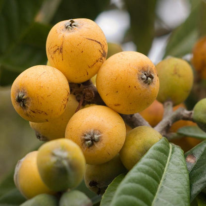 Japanese Medlar