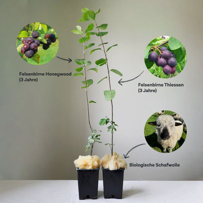 Duo of large-fruited Juneberries Honeywood & Thiessen