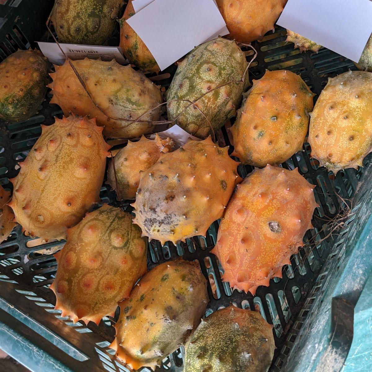 Kiwano