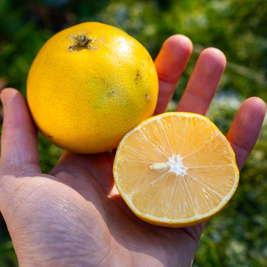 Lemon Sweet