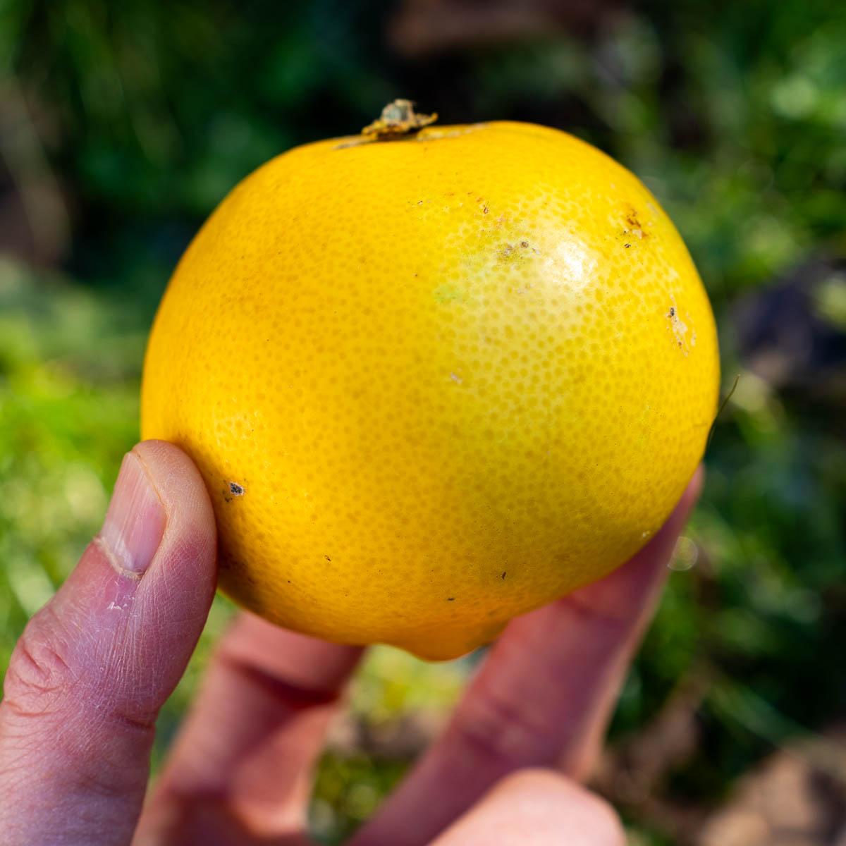 Lemon Sweet