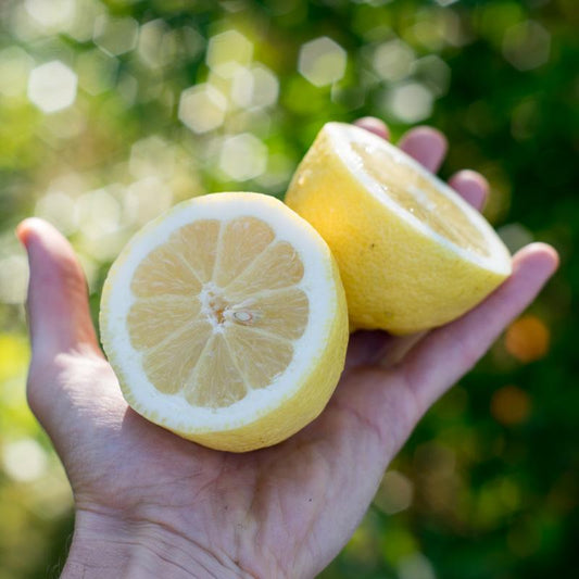Lemon