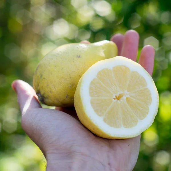 Lemon