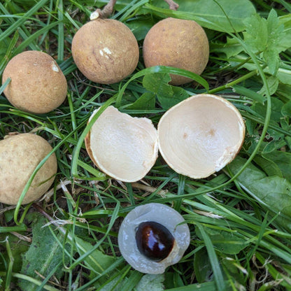 Longan