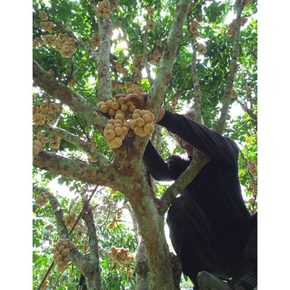 Longkong (Duku Langsat)