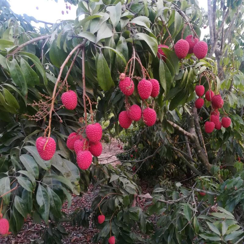 Lychee