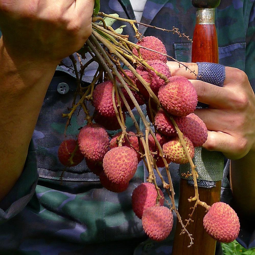 Lychee