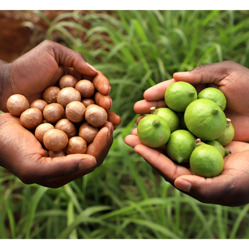 Macadamia nut