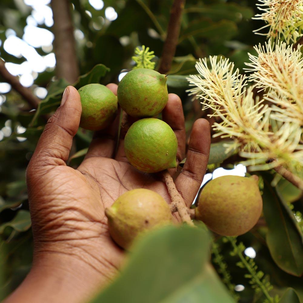 Macadamia nut