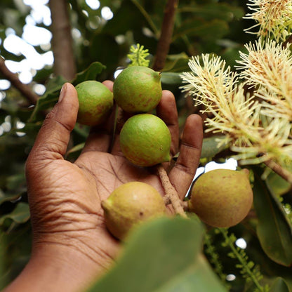 Macadamia nut