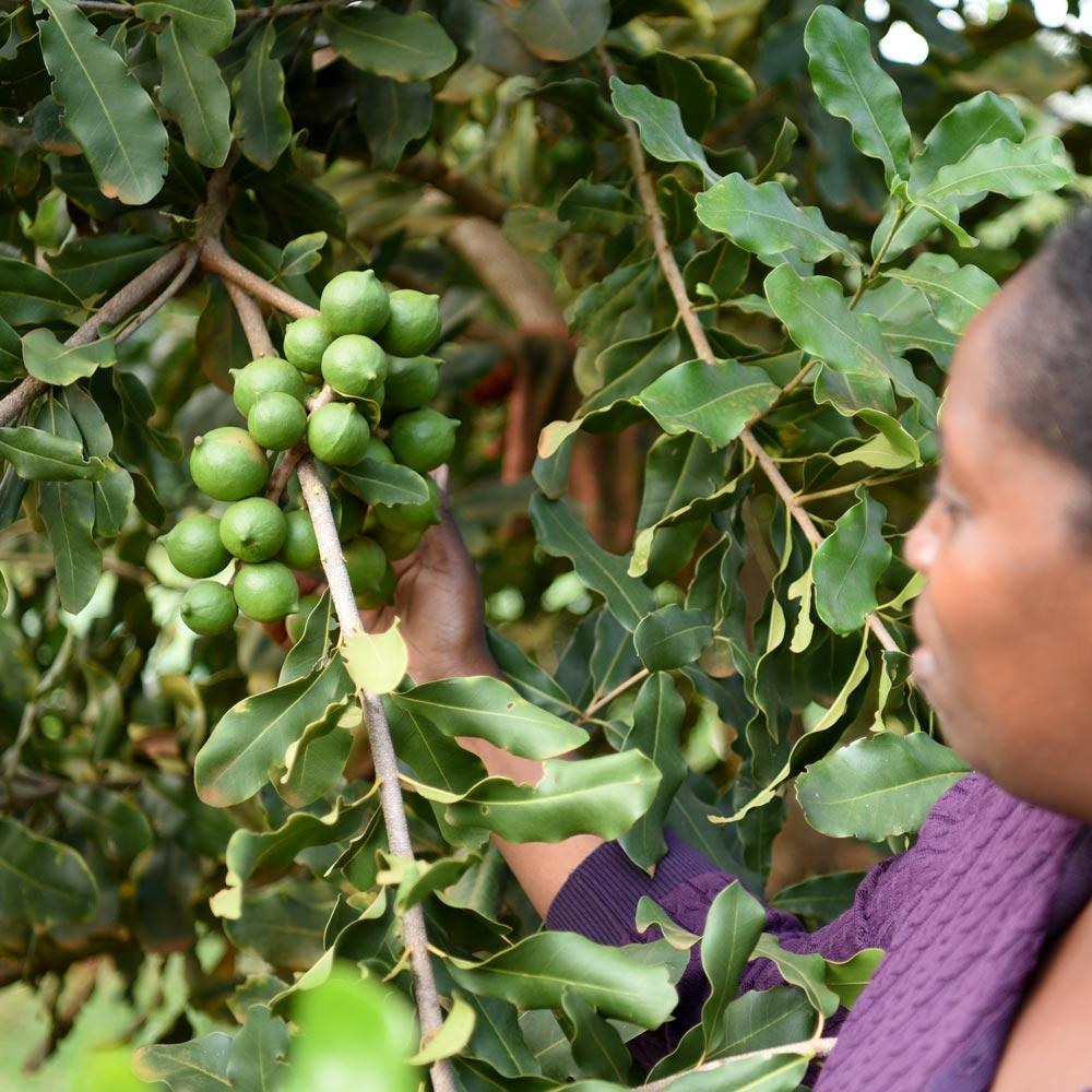 Macadamia nut
