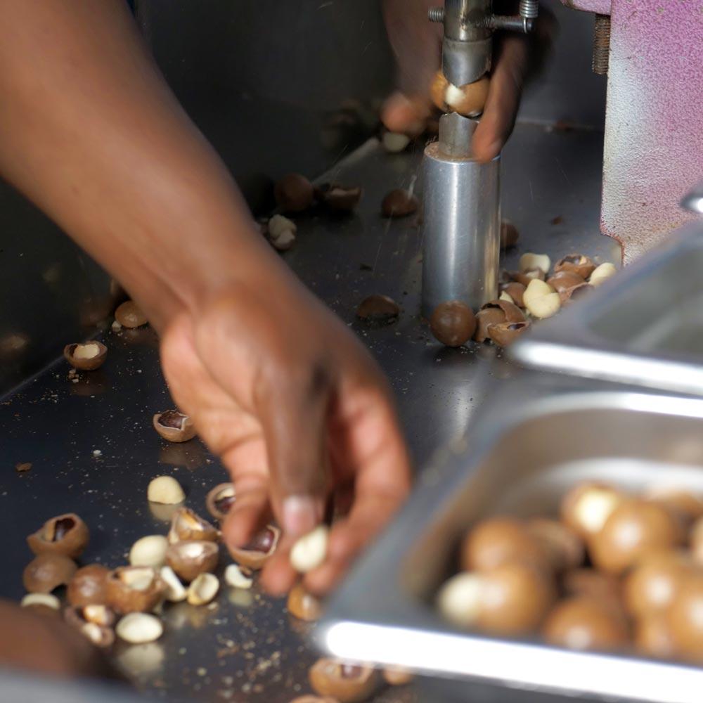 Macadamia nut