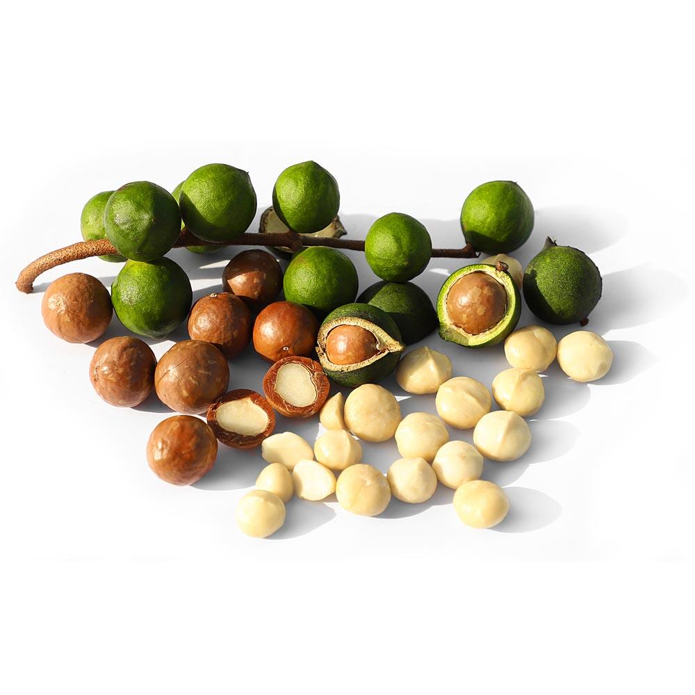 Macadamia nut