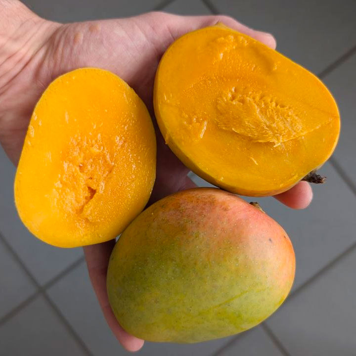 Mango Alphonso