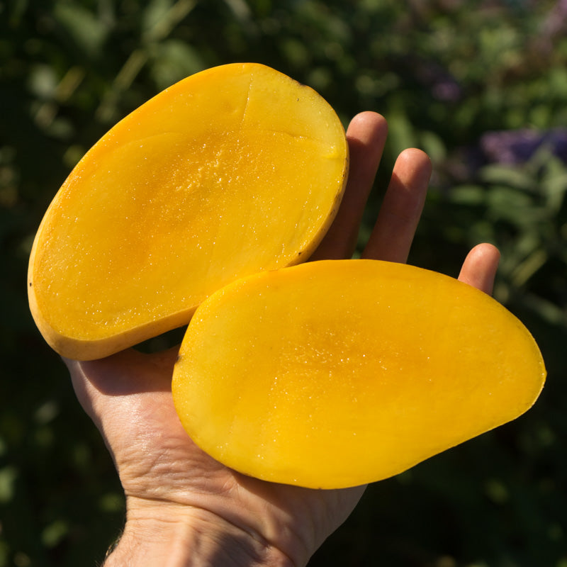 Mango Kesar