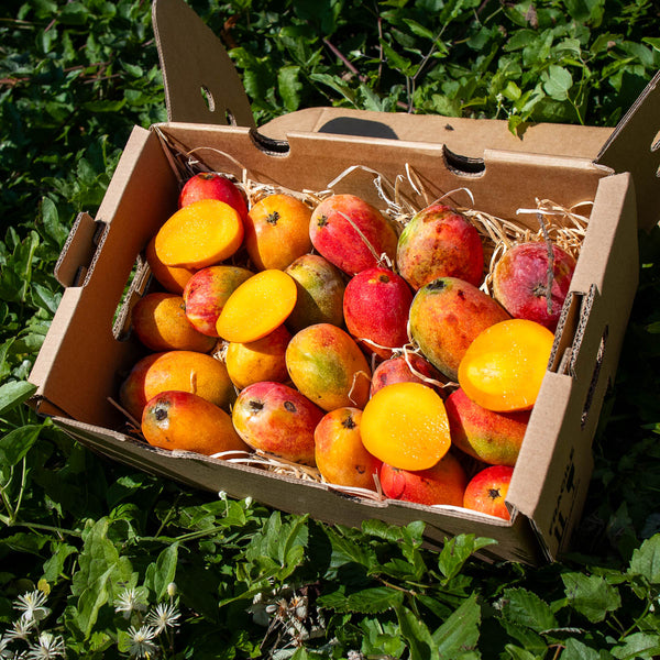 Mangue Irwin mini