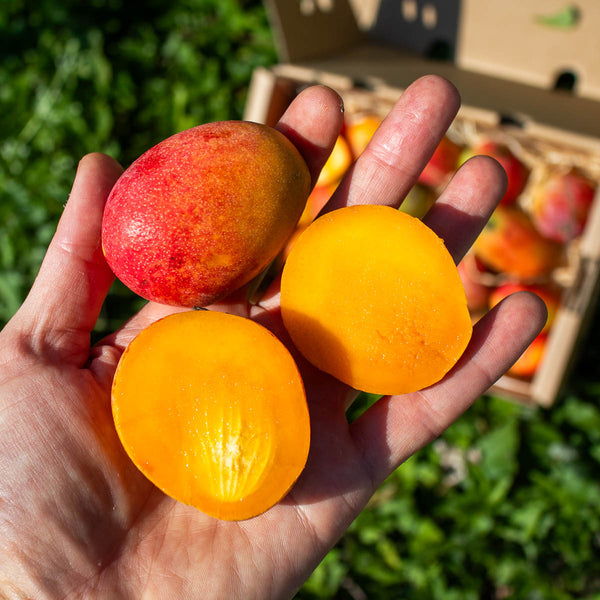 Mangue Irwin mini