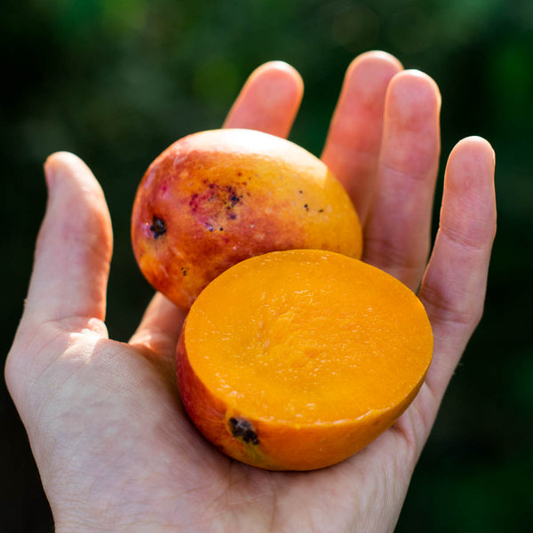 Mangue Paradisio (Tropigold) mini