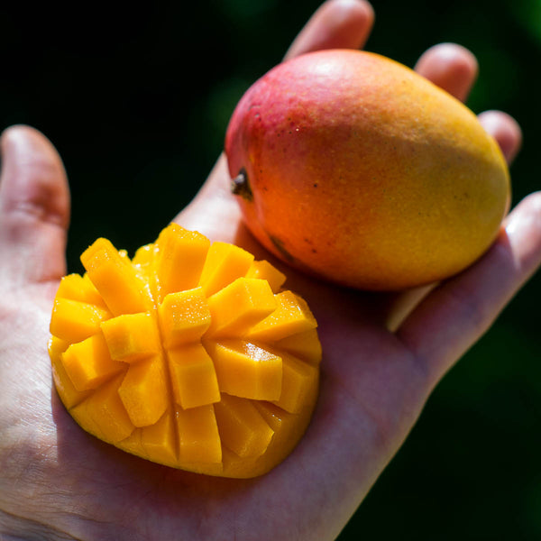Mangue Paradisio