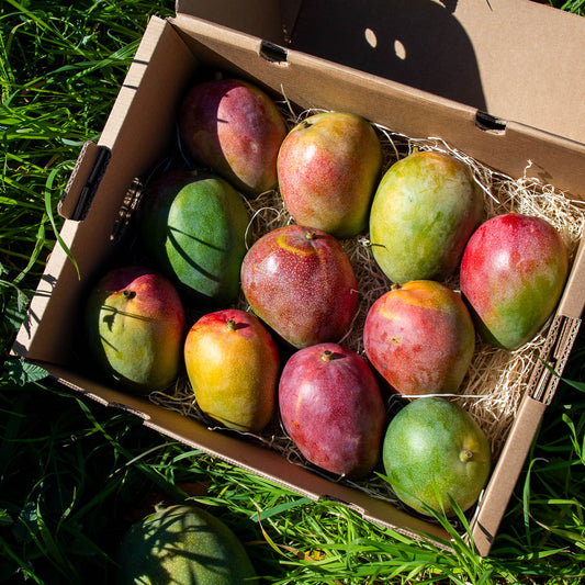 Mango Kent
