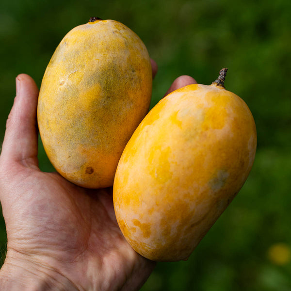 Mangue Kesar