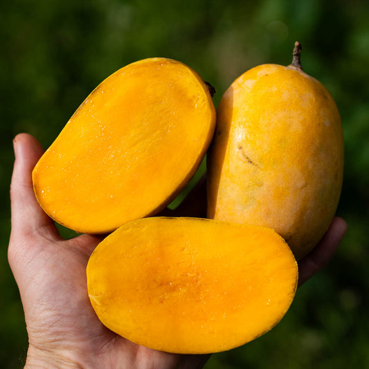 Mango Kesar