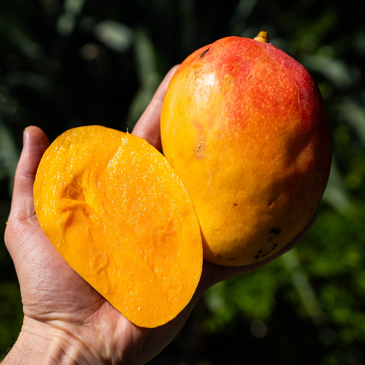Mango Rosa de Pernambuco
