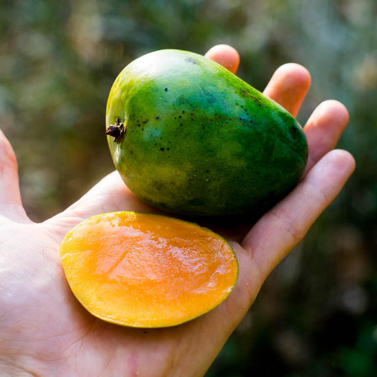 Mango Alfonso