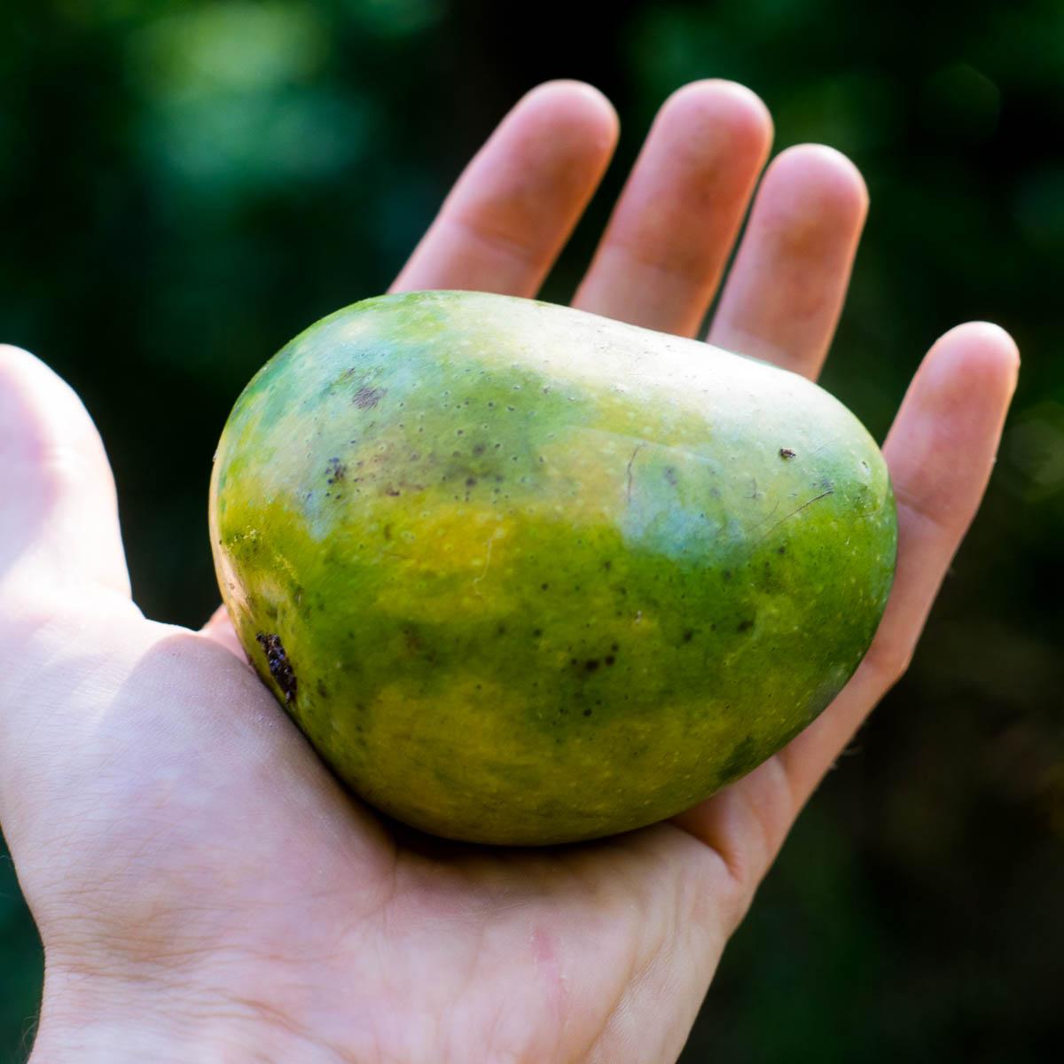 Mango Alfonso