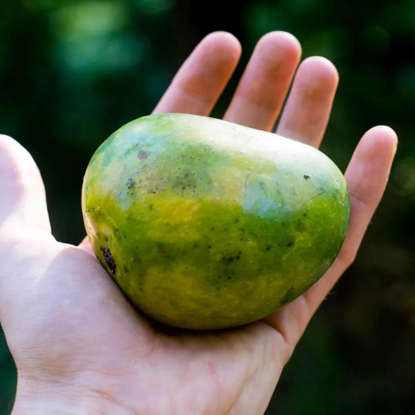 Mango Alphonso