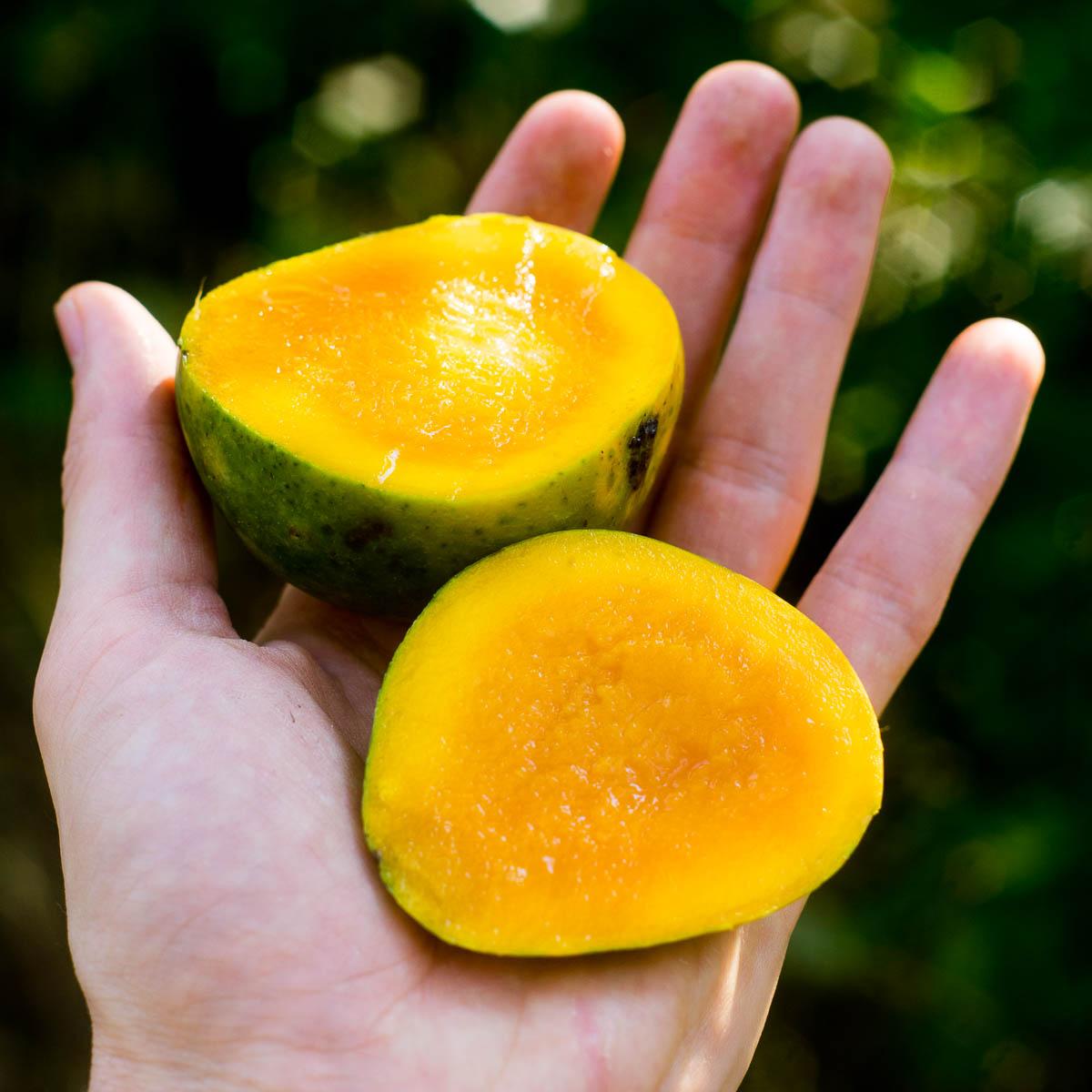 Mango Alfonso