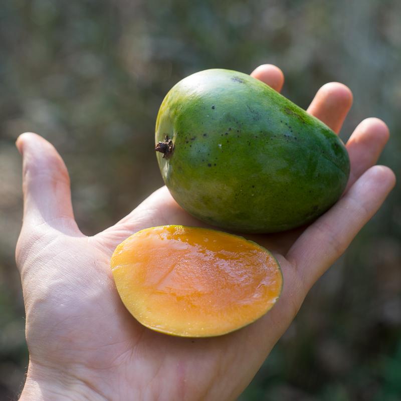 Mango Anwar