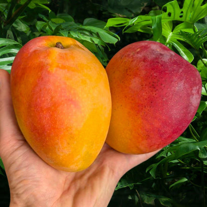 Mango Aya
