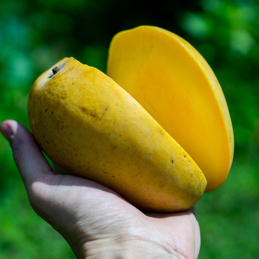 Mango Badri