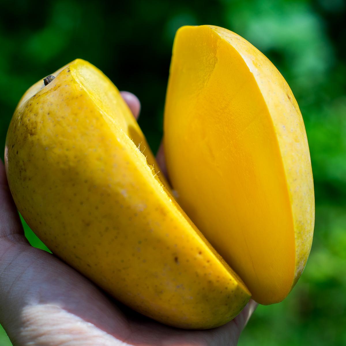 Mango Badri