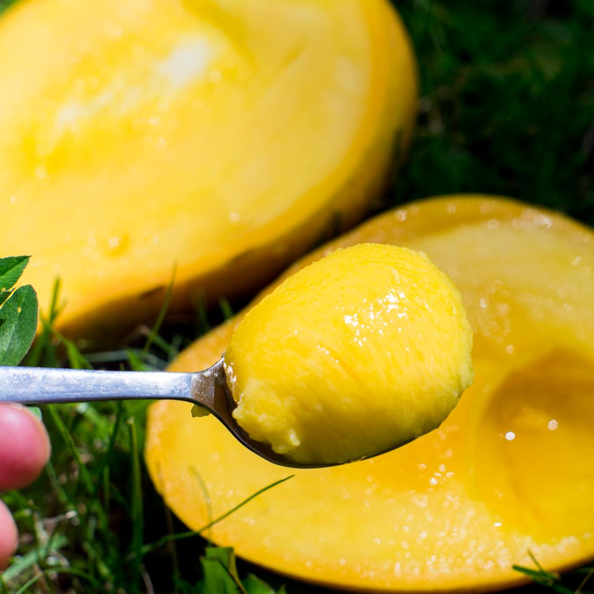 Mango Badri